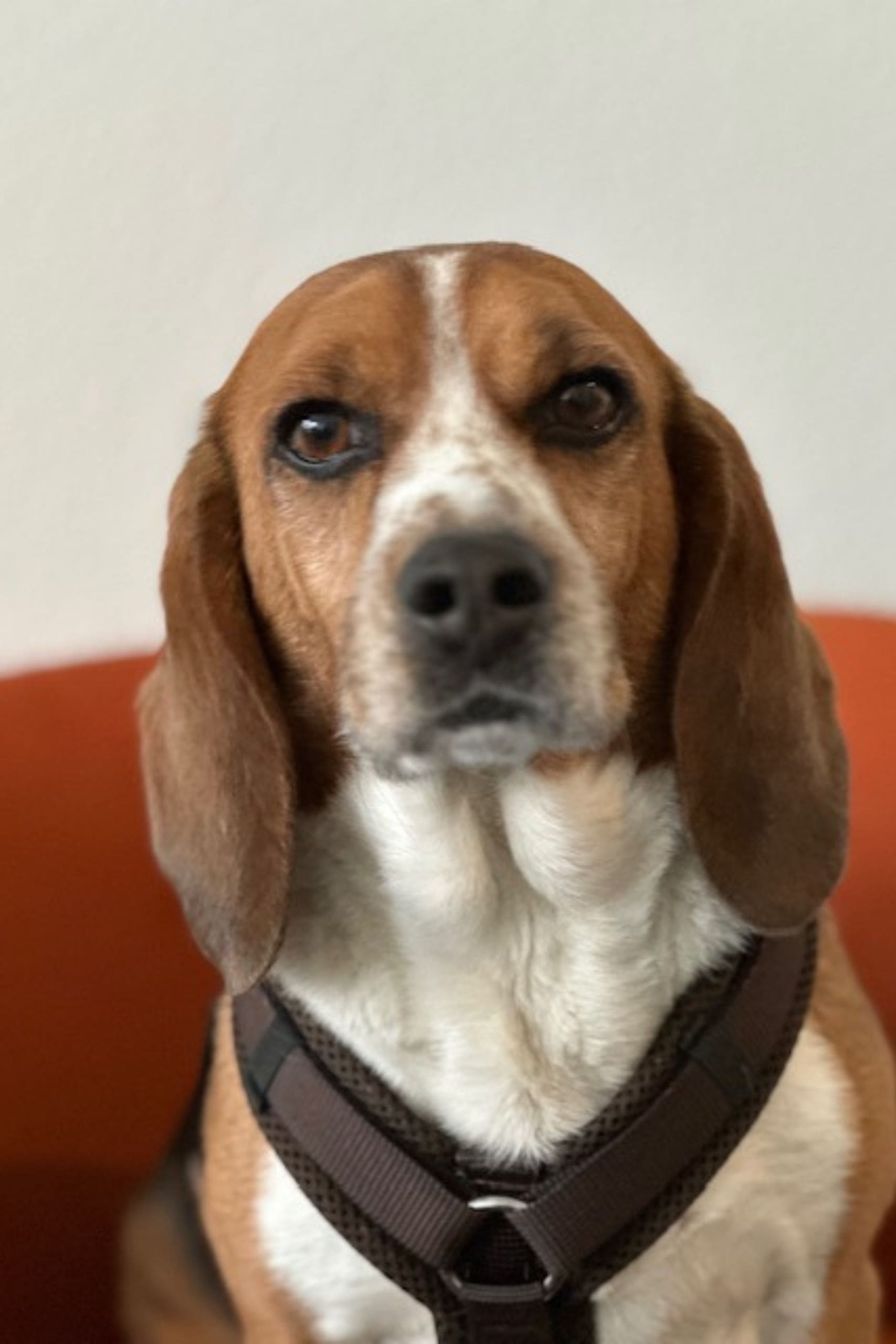 Matheo